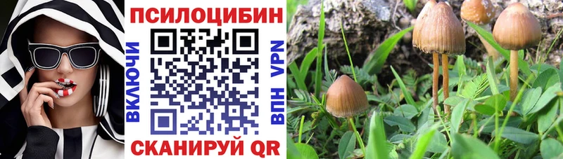 Псилоцибиновые грибы Psilocybe Ялта